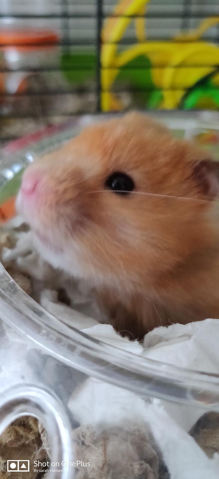 Hamster Børge billede 6