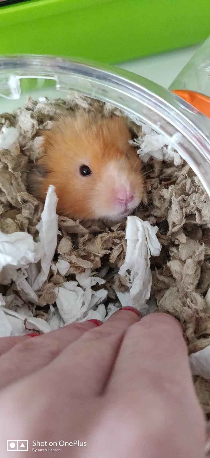 Hamster Børge billede 8