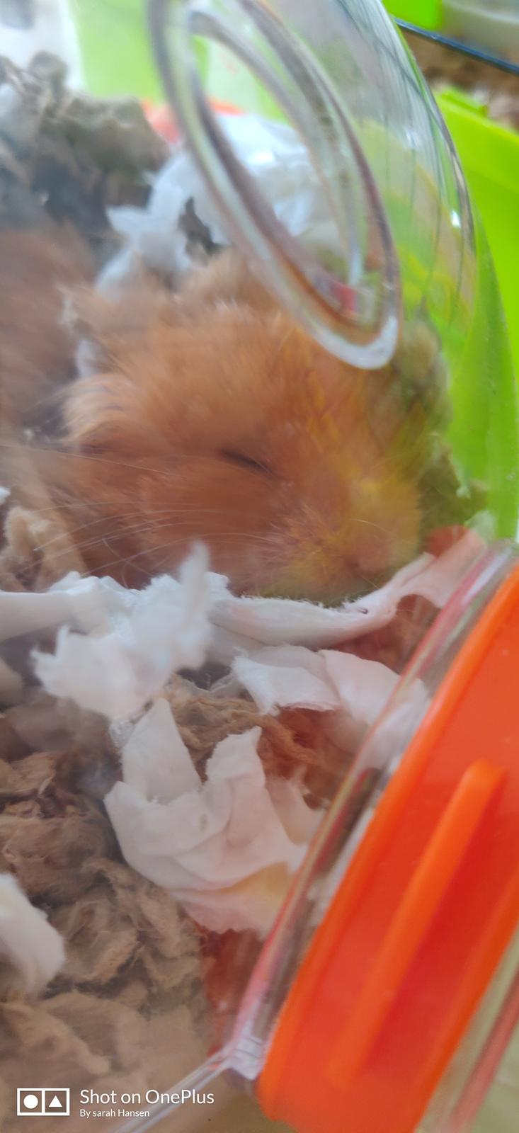 Hamster Børge billede 2