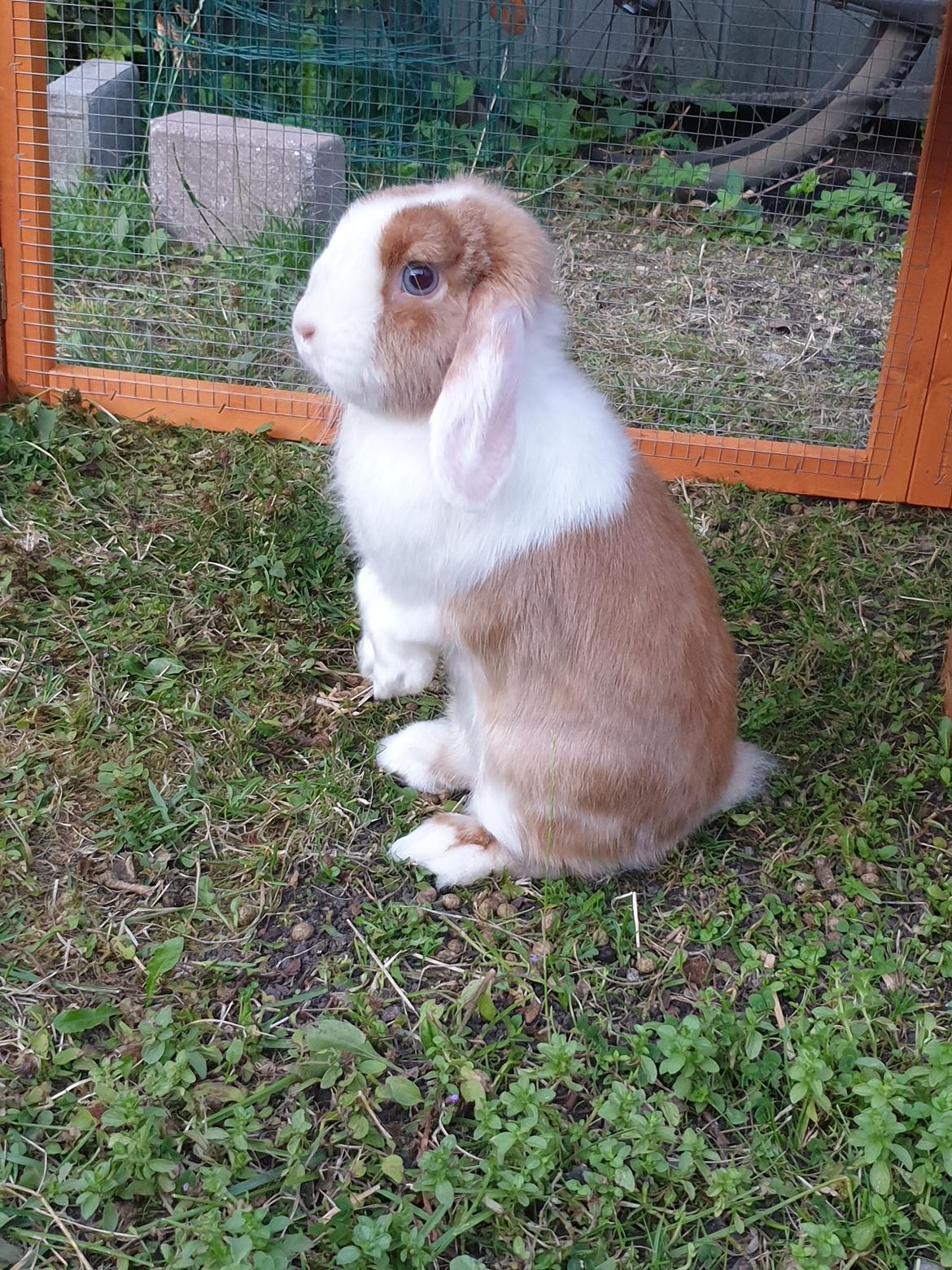 Kanin Aloha kanins Mynte (Tidligere kanin) billede 3