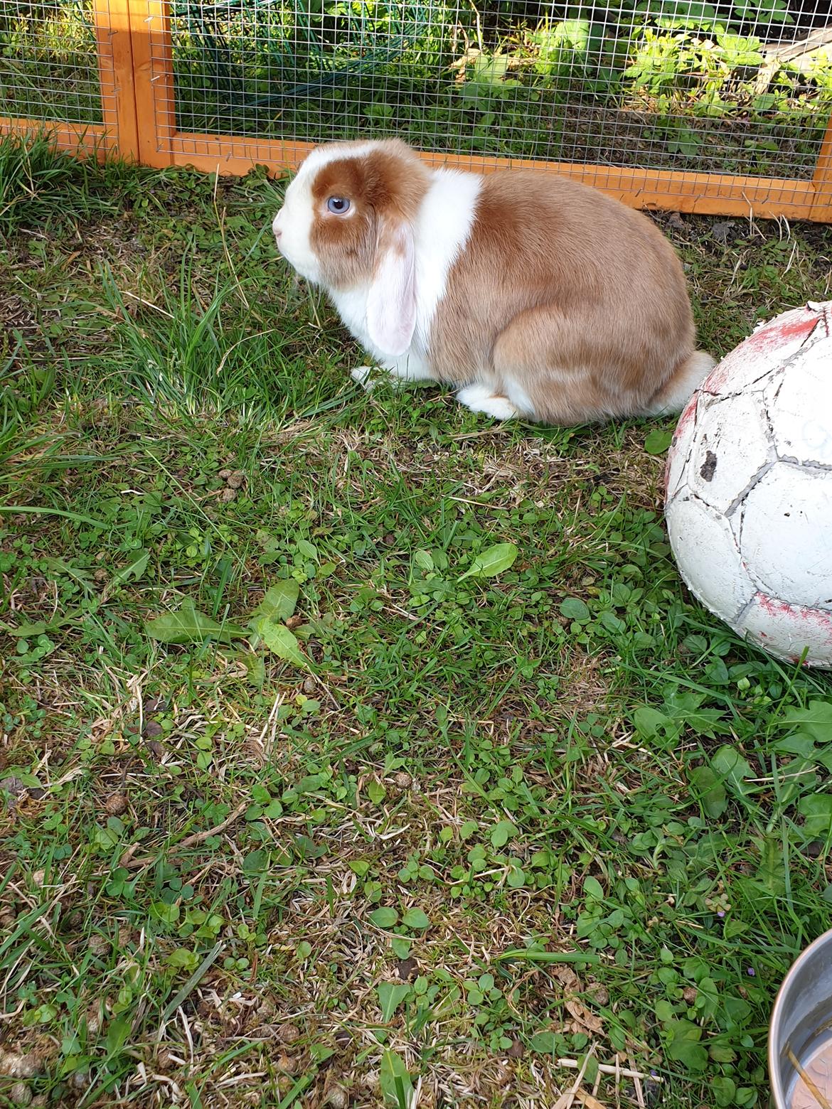 Kanin Aloha kanins Mynte (Tidligere kanin) billede 2