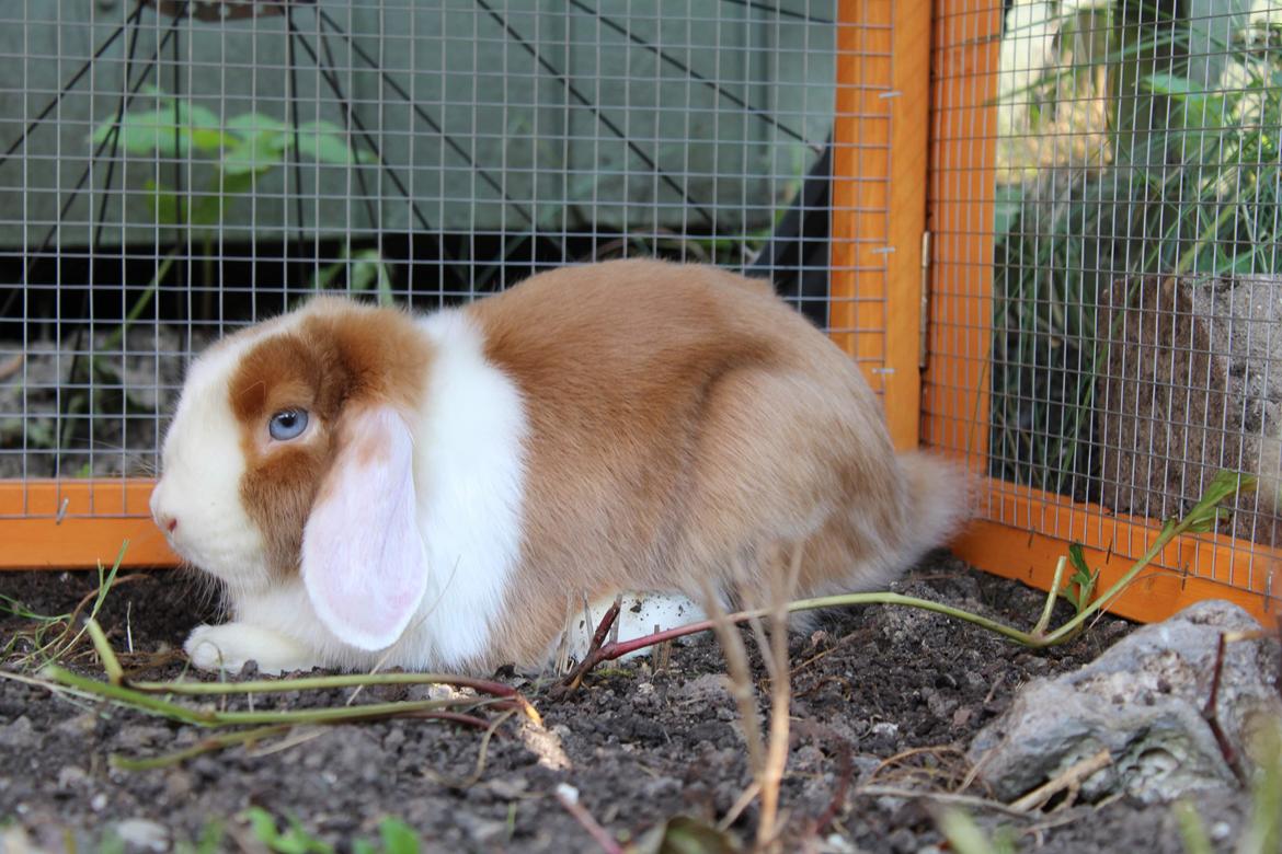 Kanin Aloha kanins Mynte (Tidligere kanin) billede 1