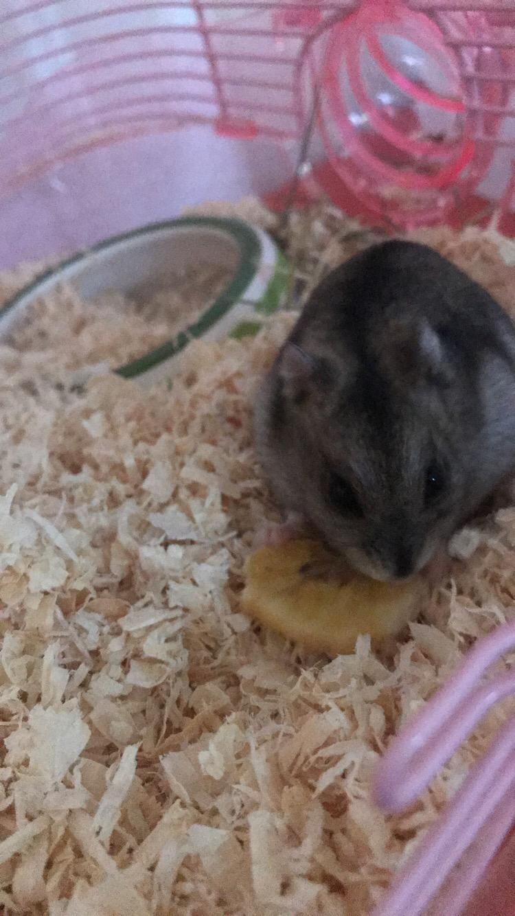 Dværghamster pjevse billede 2