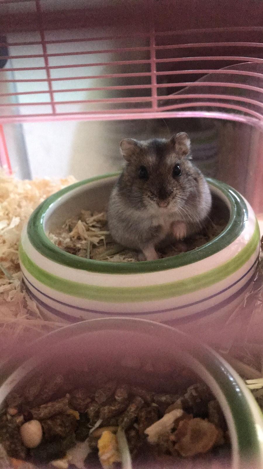 Dværghamster pjevse billede 5