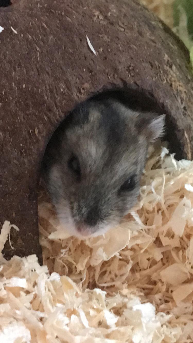 Dværghamster pjevse billede 6