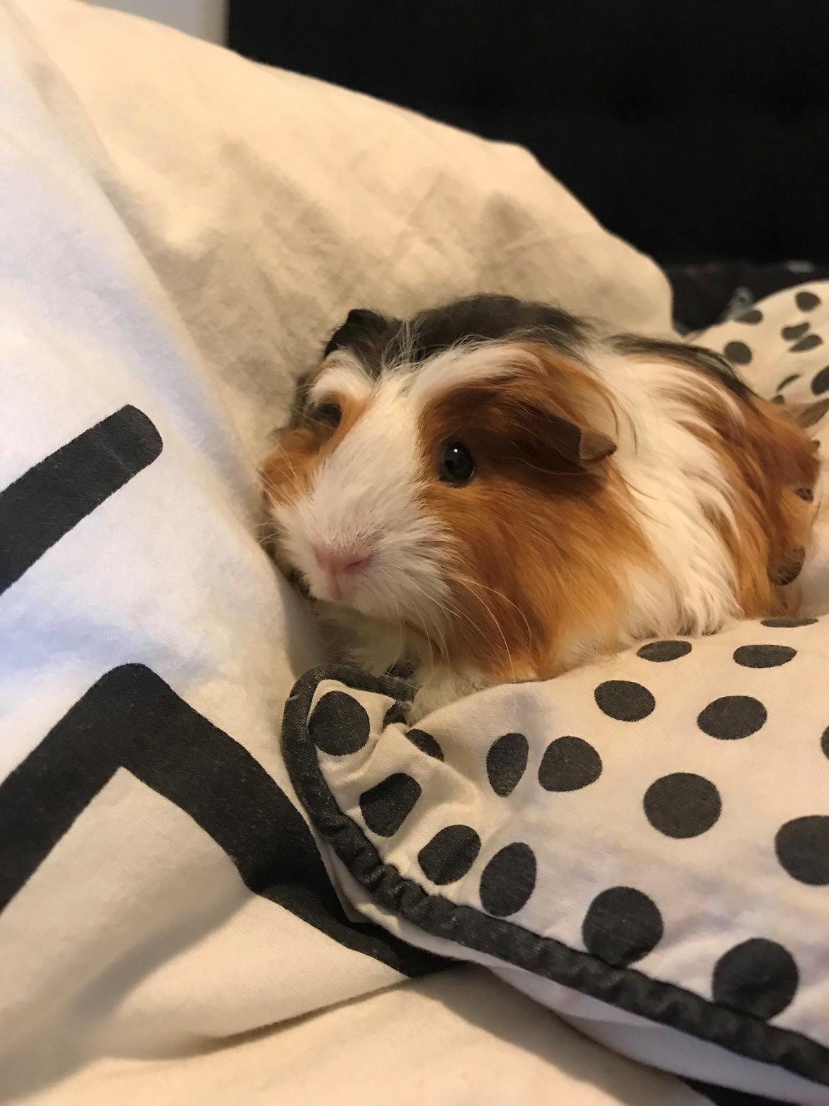Marsvin mirabella billede 3