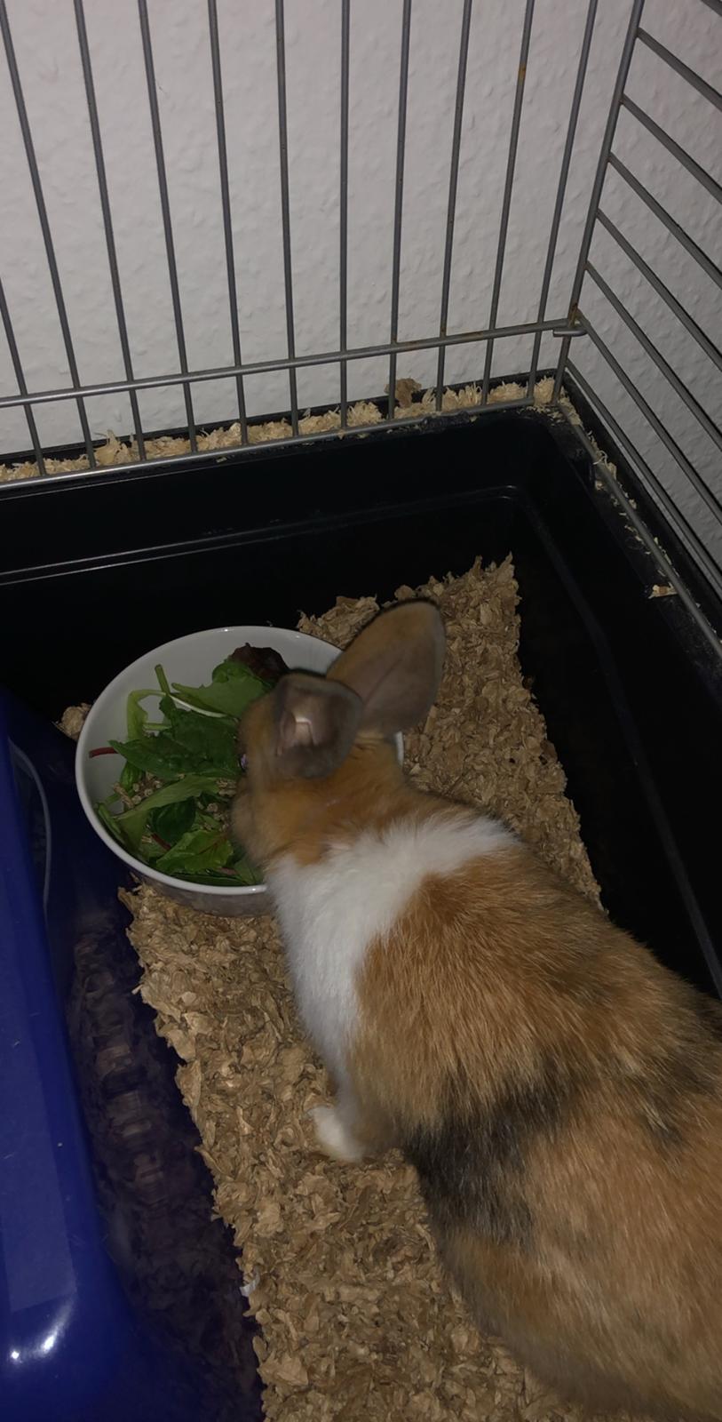 Kanin Luna billede 8