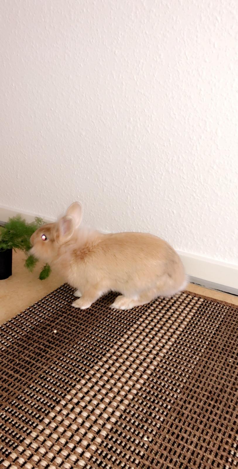 Kanin Lillebror billede 9