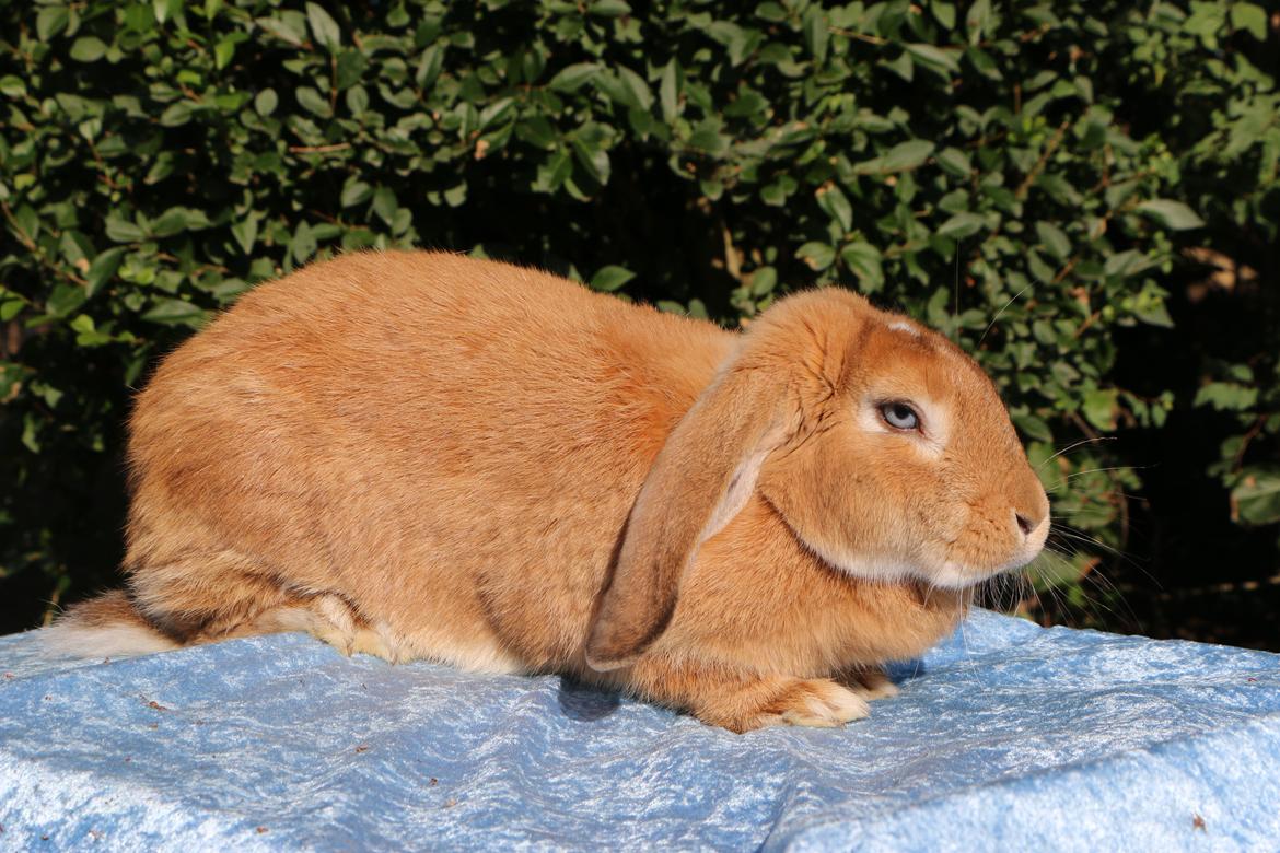 Kanin Stald Miscere's Sunshine Fransk vædder - 21 august 2019 billede 1