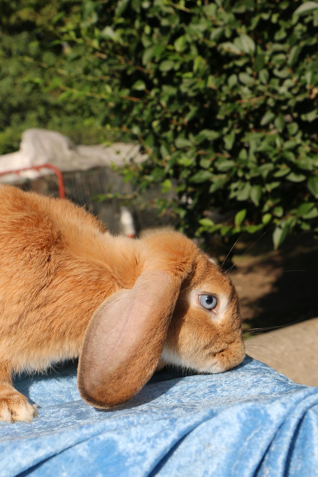 Kanin Stald Miscere's Sunshine Fransk vædder - 19 august 2019 billede 2