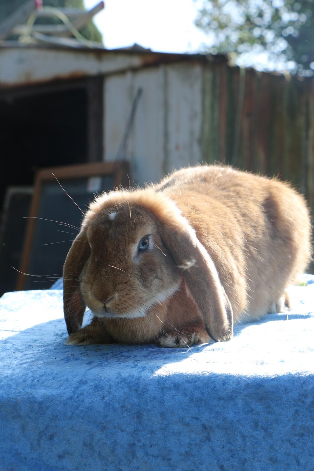 Kanin Stald Miscere's Sunshine Fransk vædder - 19 august 2019 billede 3