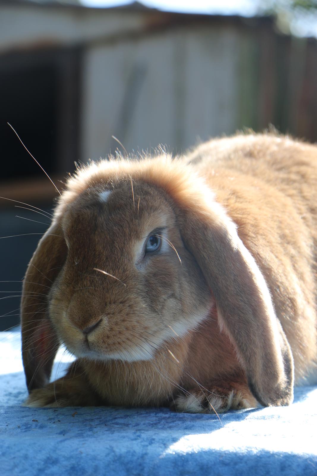 Kanin Stald Miscere's Sunshine Fransk vædder - 19 august 2019 billede 6