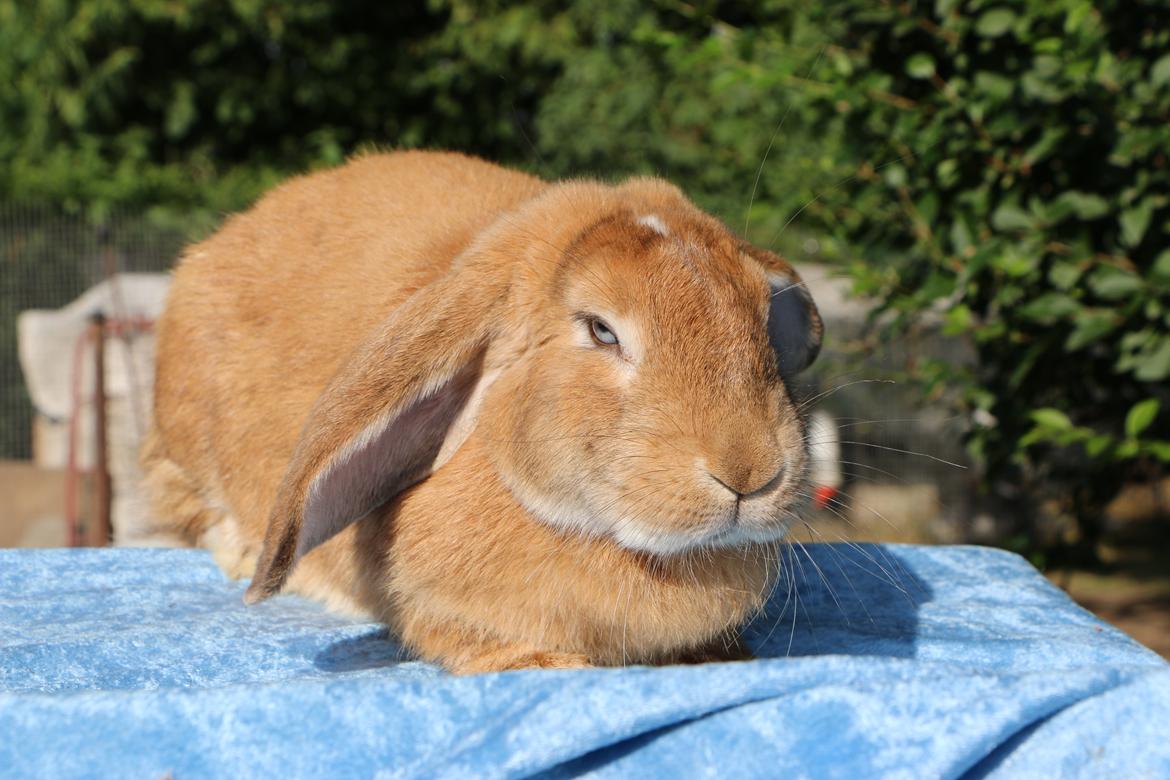 Kanin Stald Miscere's Sunshine Fransk vædder - 19 august 2019 billede 4