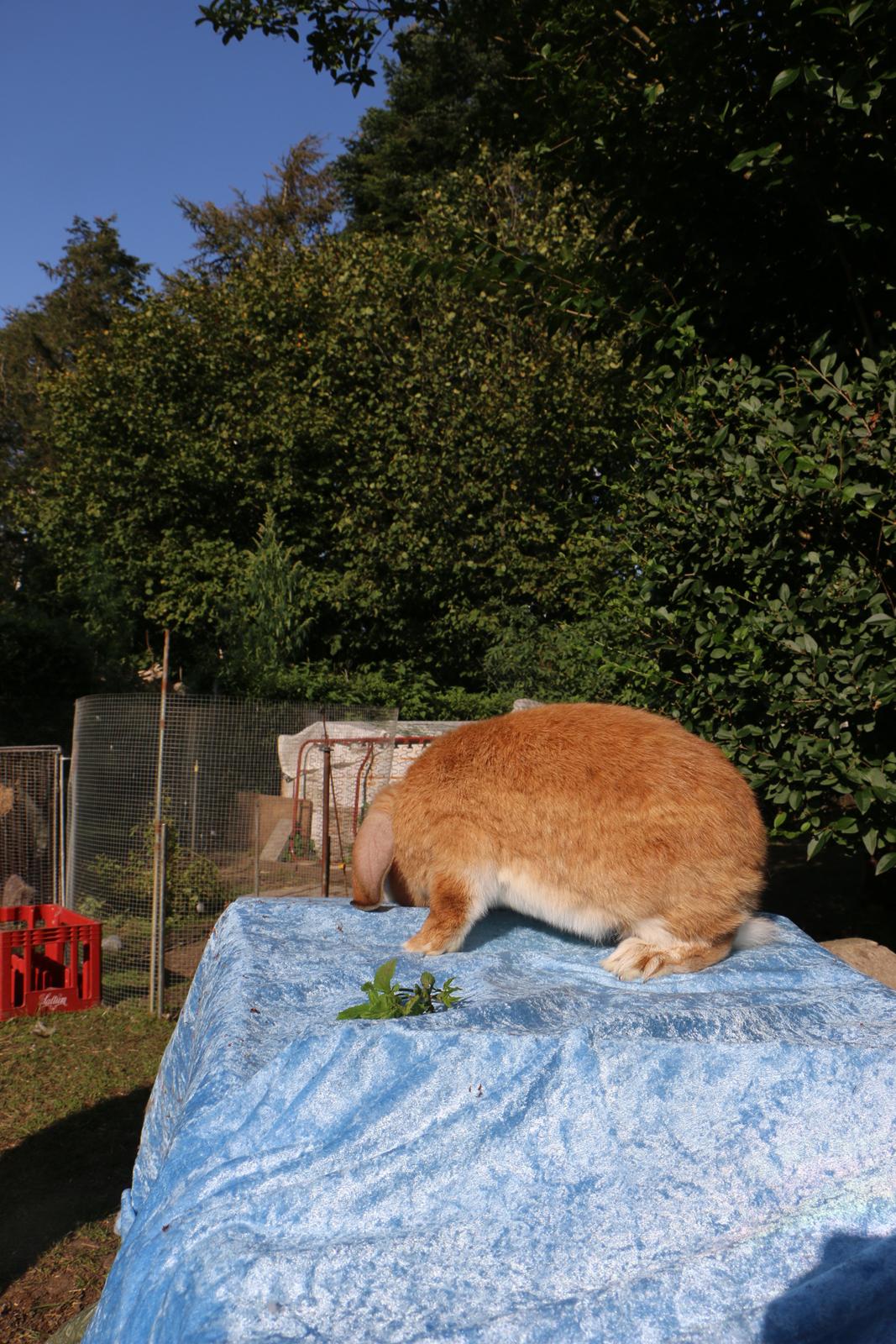 Kanin Stald Miscere's Sunshine Fransk vædder - 19 august 2019 billede 5