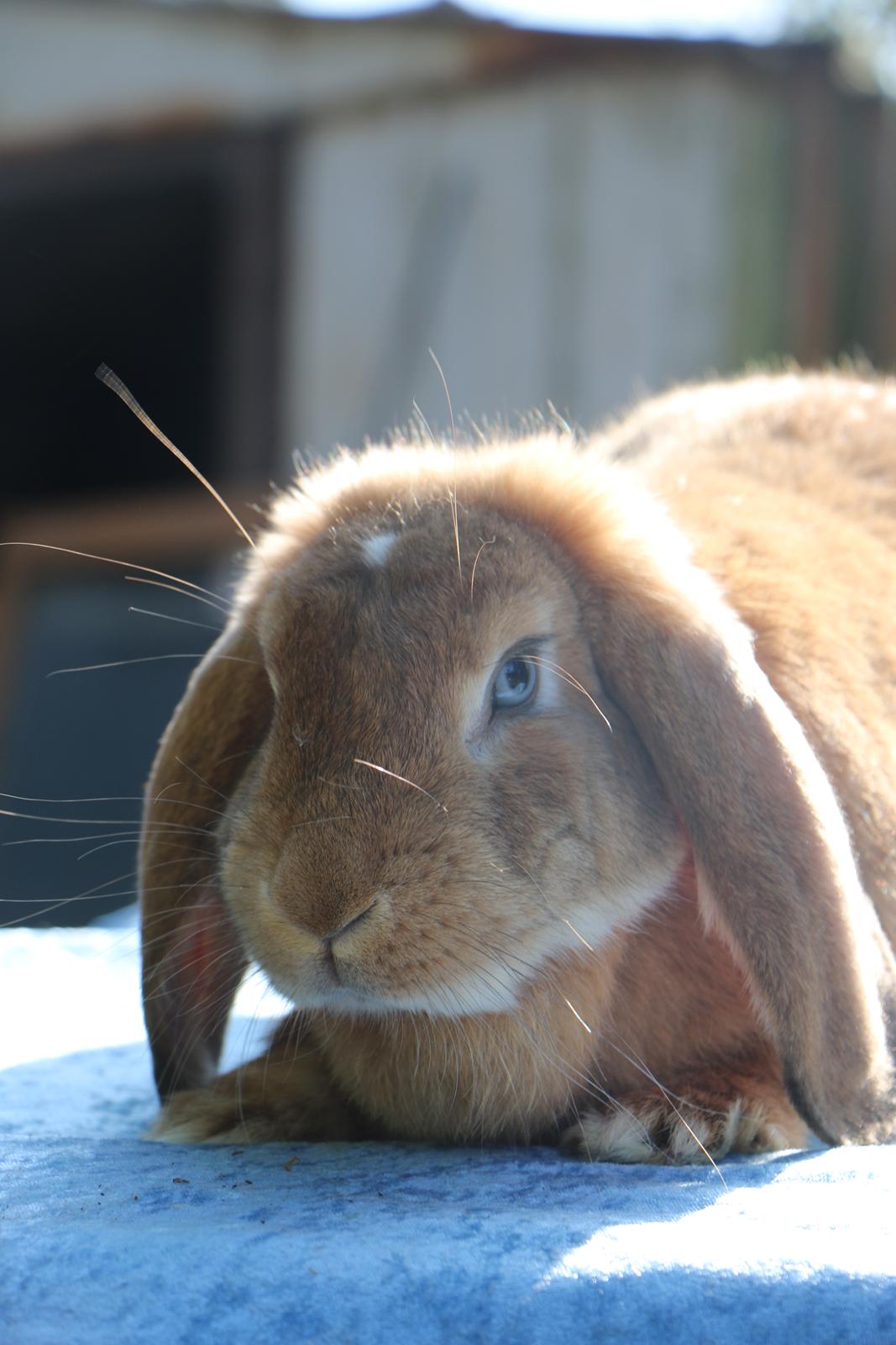 Kanin Stald Miscere's Sunshine Fransk vædder - 19 august 2019 billede 7