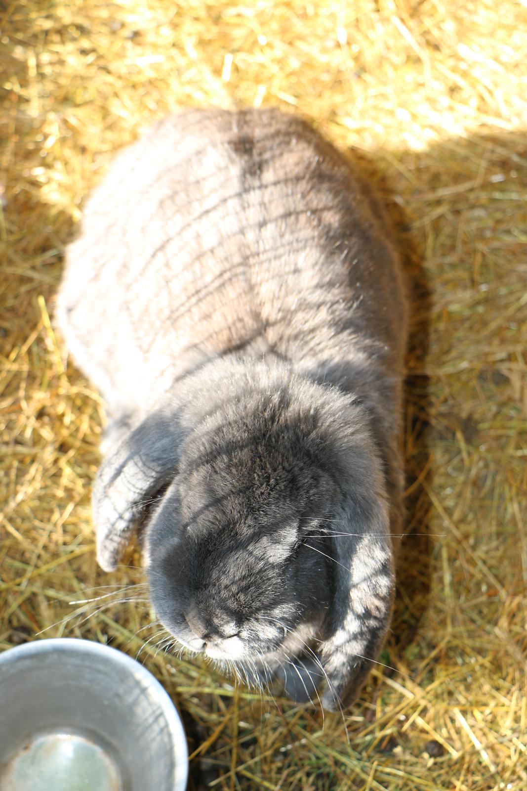 Kanin Karma fransk vædder  - 19 august 2019 billede 1