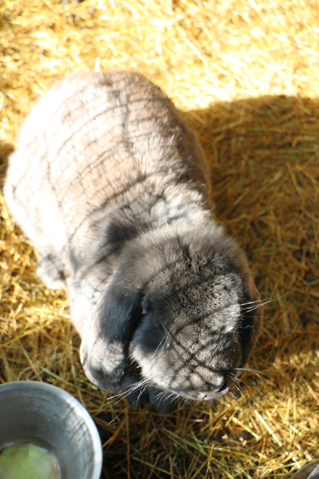 Kanin Karma fransk vædder  - 19 august 2019 billede 2