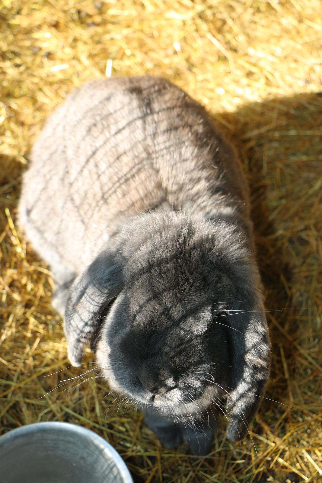 Kanin Karma fransk vædder  - 19 august 2019 billede 3