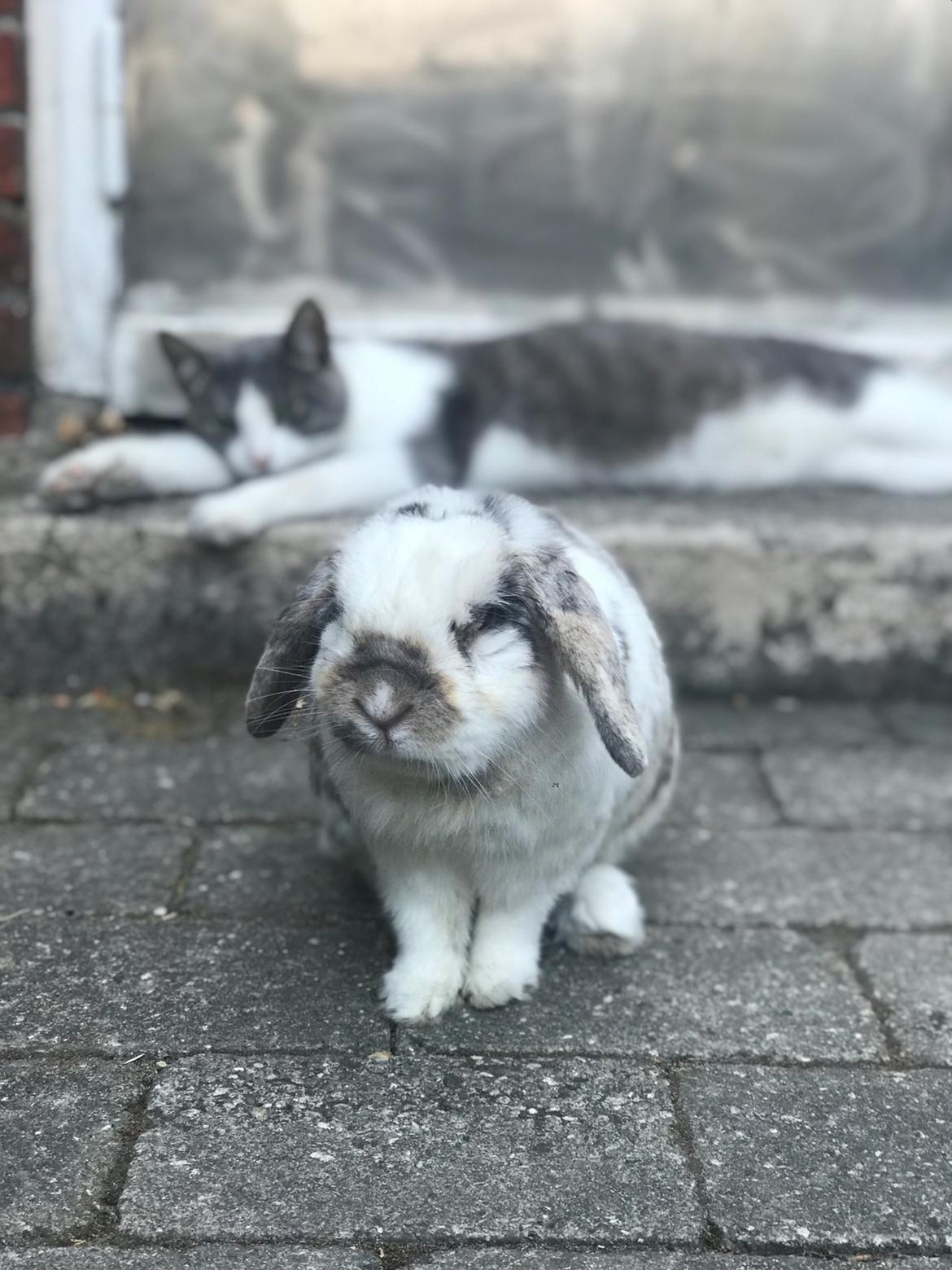 Kanin Stampe - Stampe der gik frit i haven, også med katten billede 1
