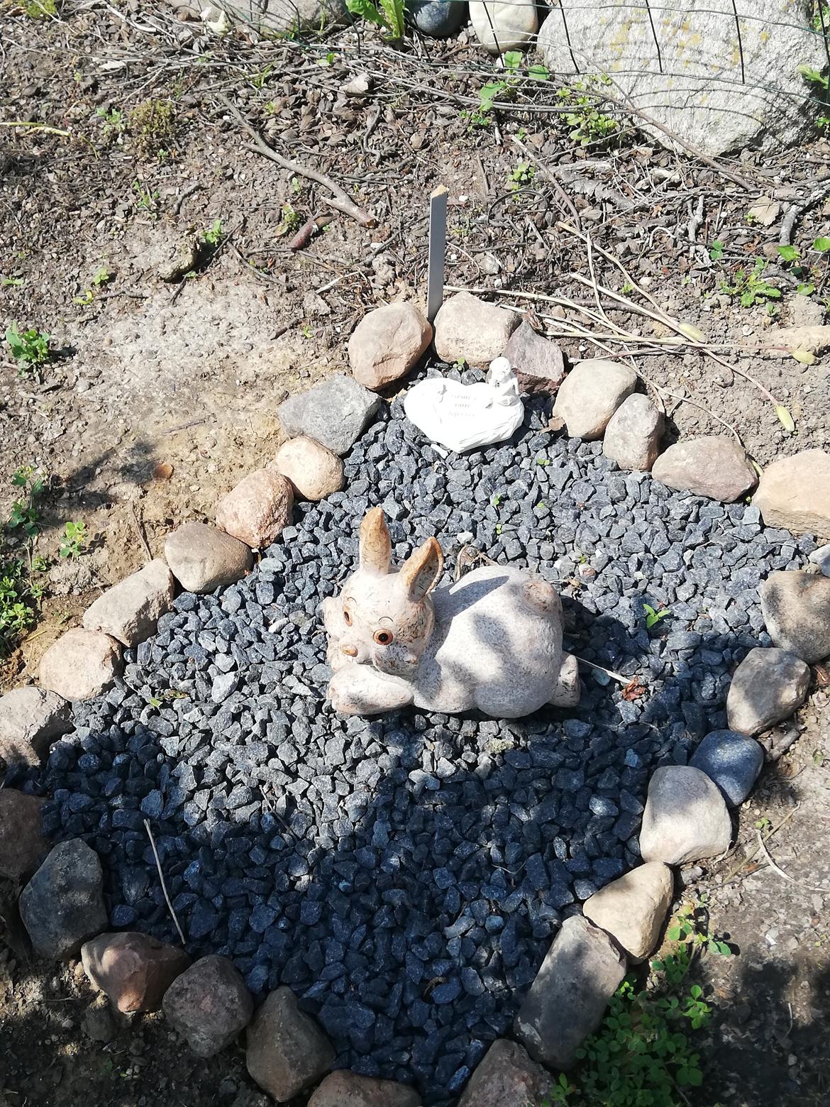 Kanin snebold billede 15