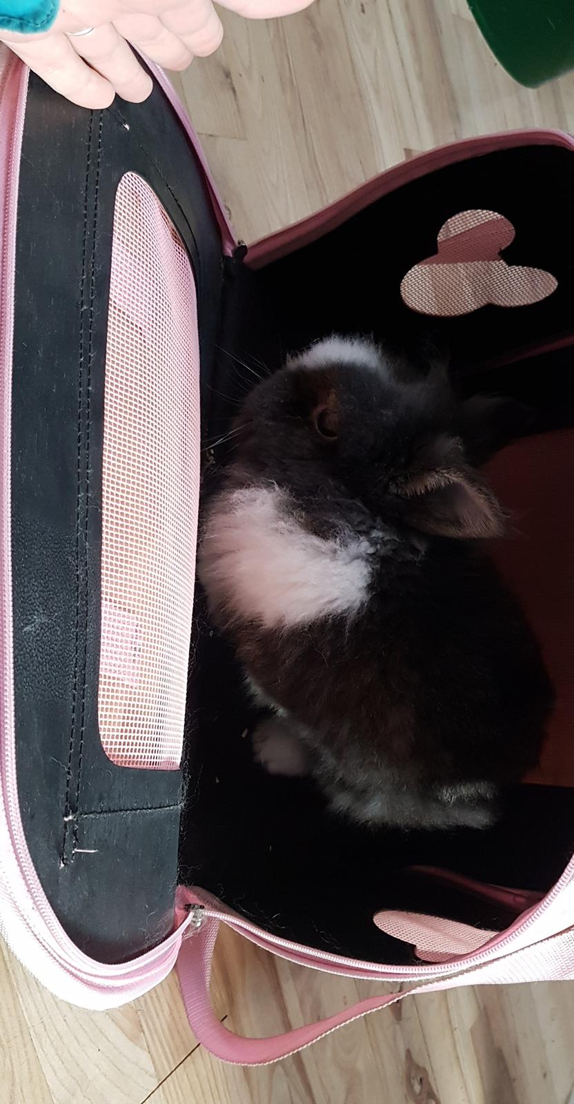 Kanin Pjerrot R.I.P billede 21