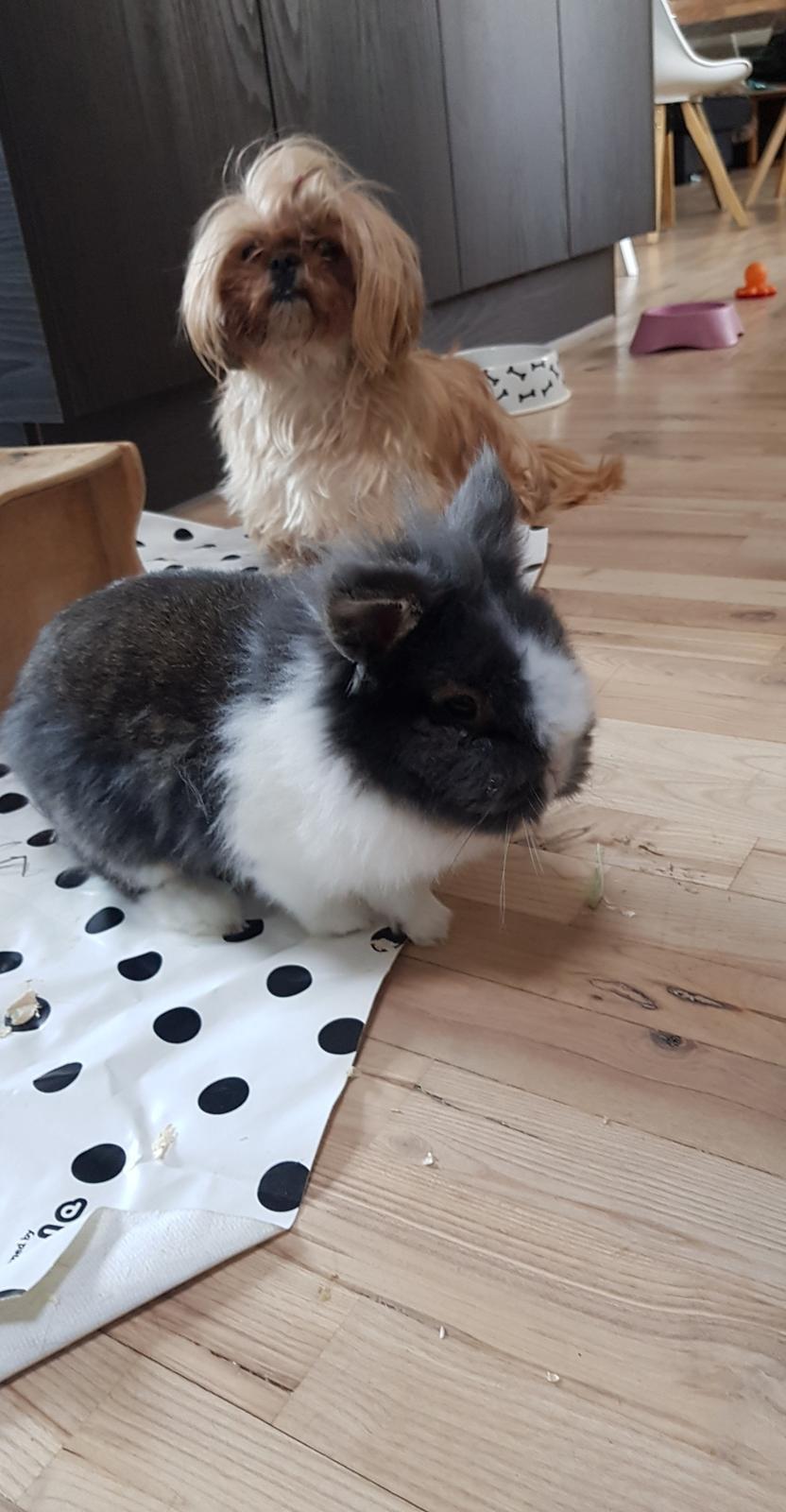 Kanin Pjerrot R.I.P billede 22