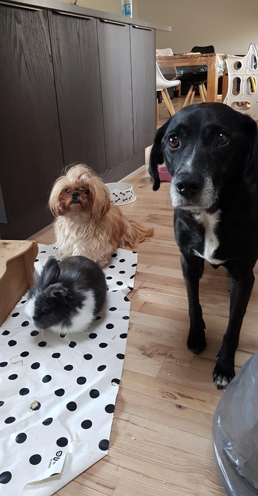 Kanin Pjerrot R.I.P billede 23