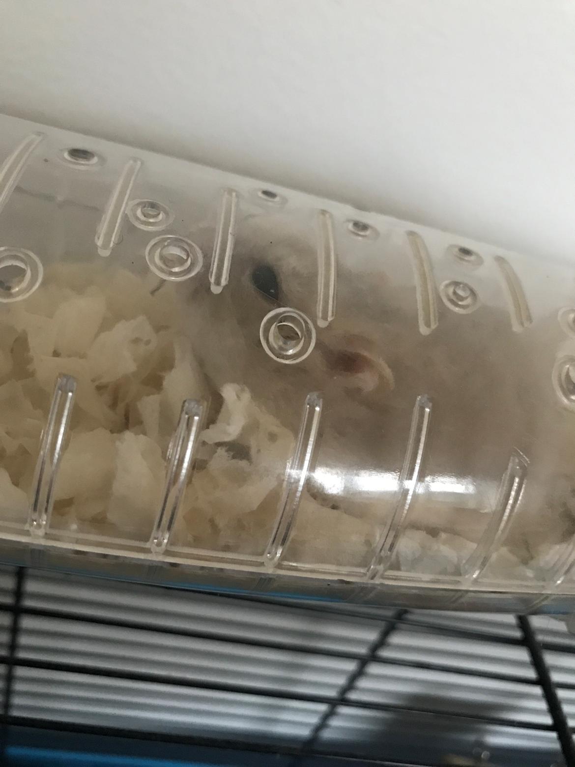 Dværghamster Mims billede 1