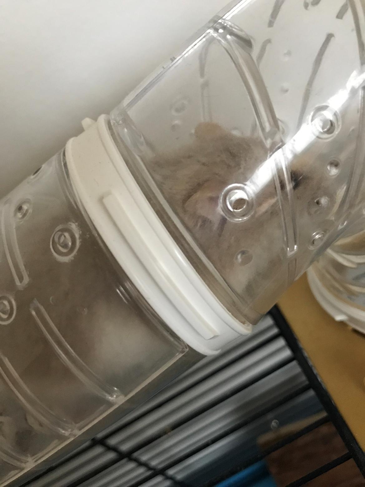 Dværghamster Mims billede 2