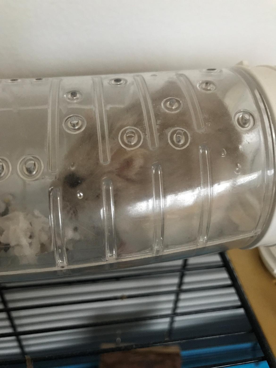 Dværghamster Mims billede 3