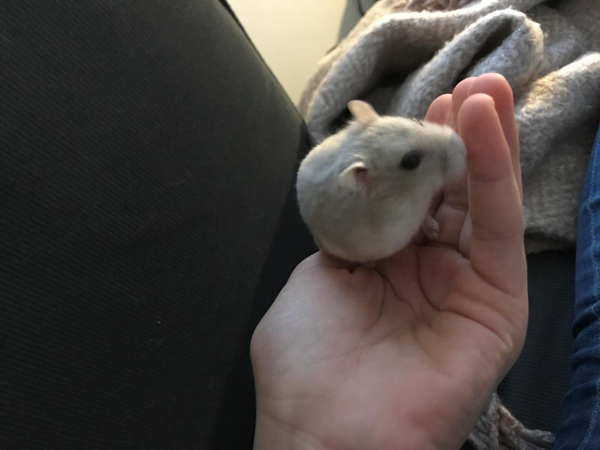 Dværghamster Mims billede 4