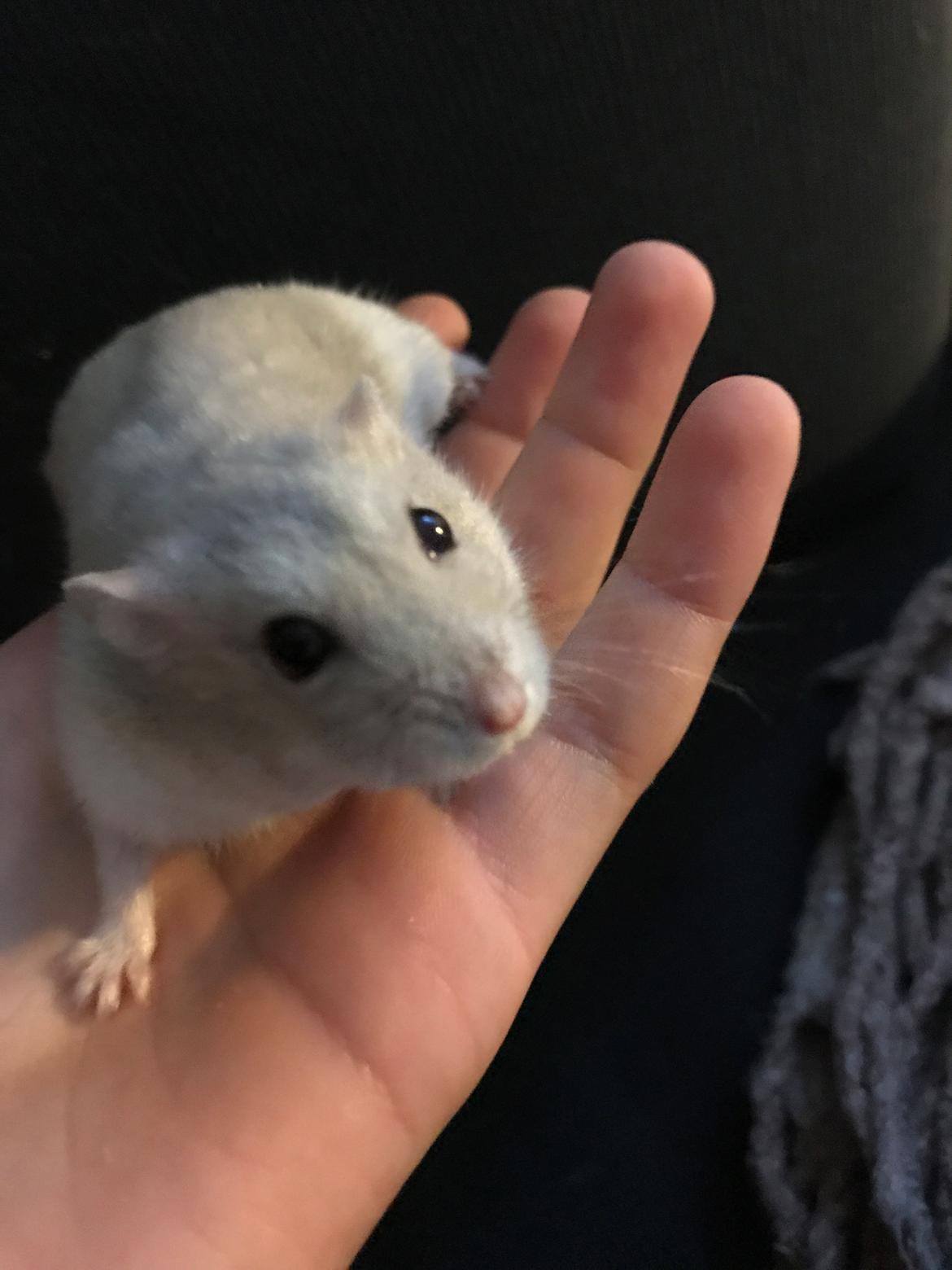 Dværghamster Mims billede 5