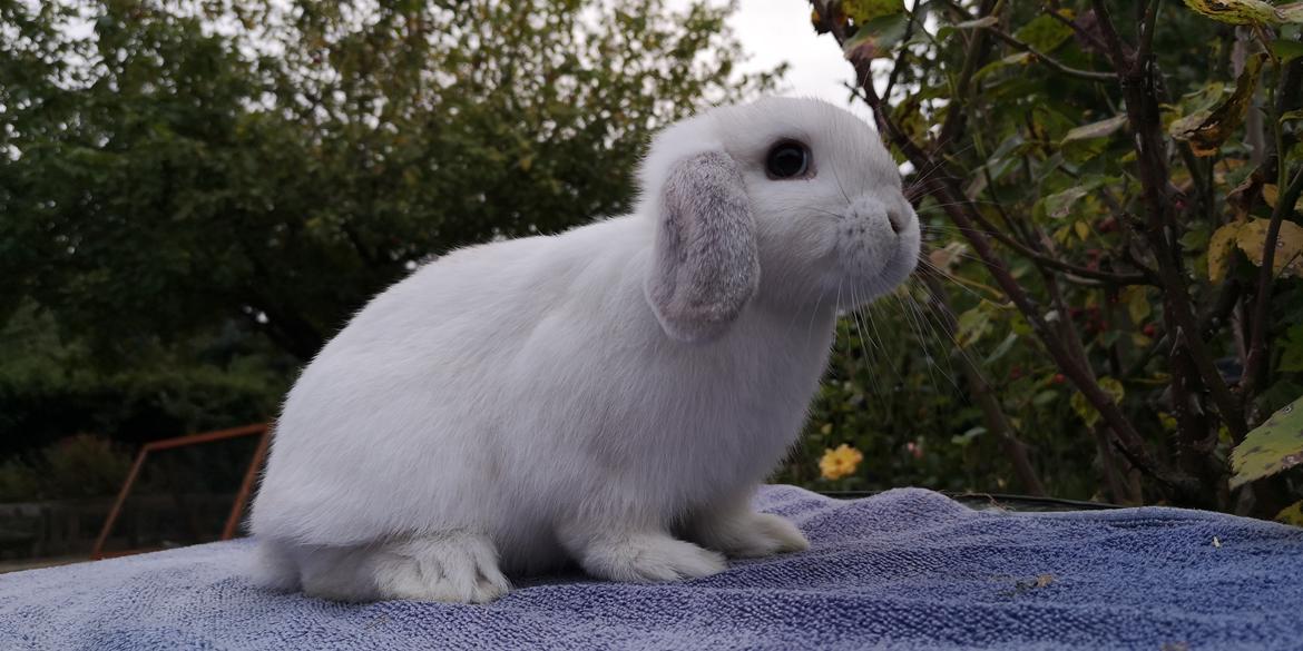 Kanin Brocks Ark's Kalia  billede 2