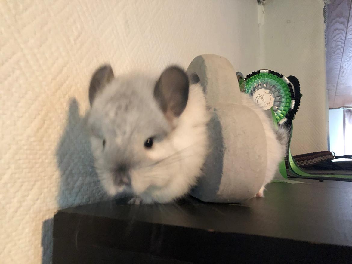 Chinchilla Fogsgaard's Ragnar billede 2