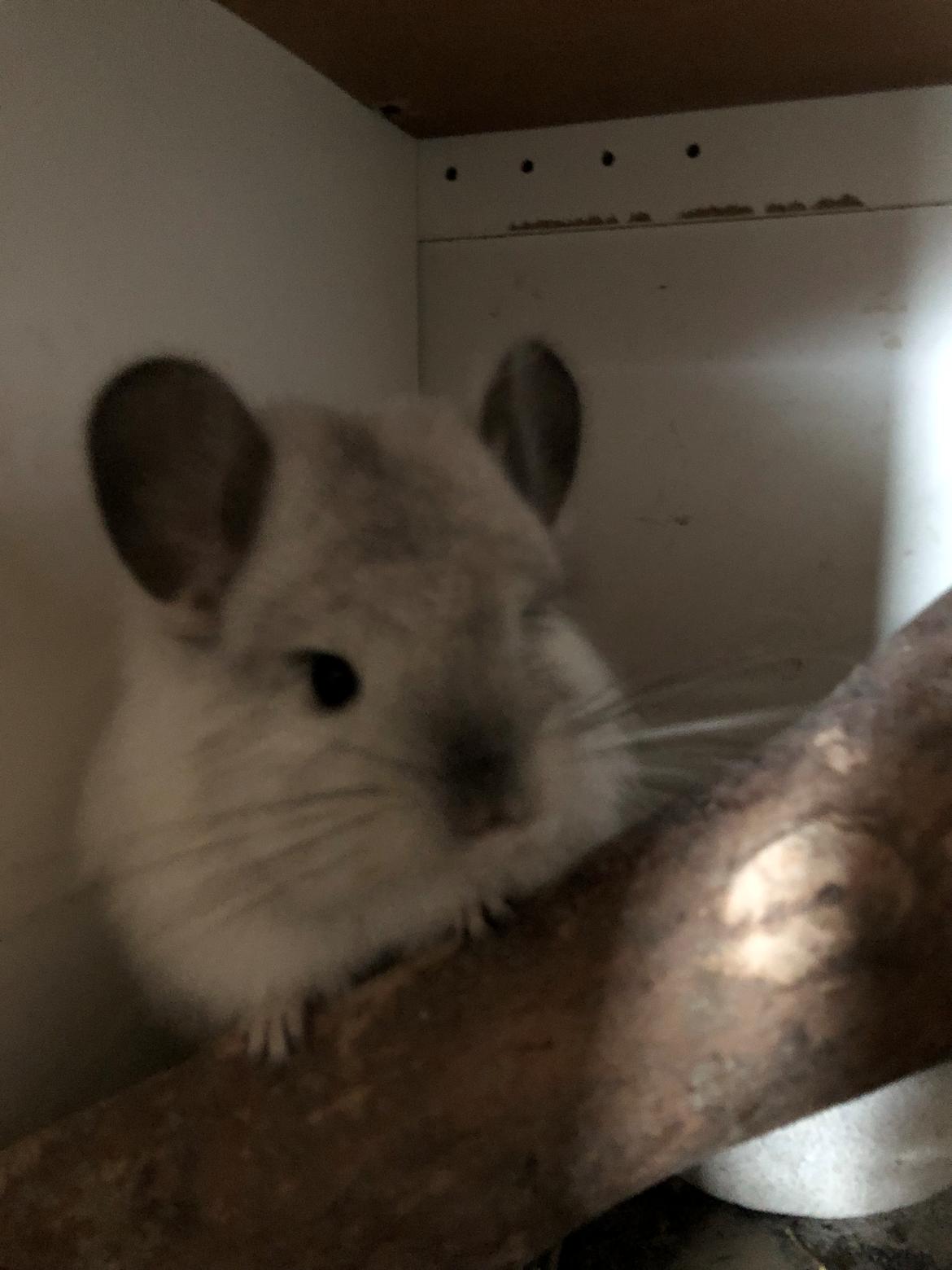 Chinchilla Fogsgaard's Ragnar billede 4