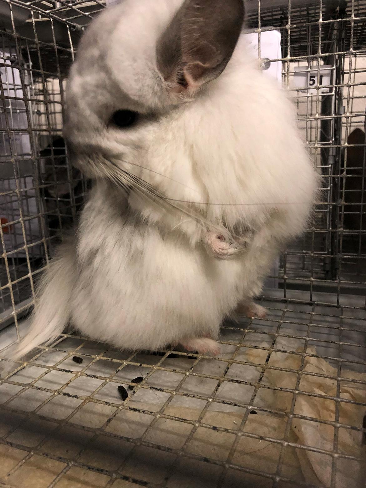 Chinchilla Fogsgaard's Ragnar billede 5