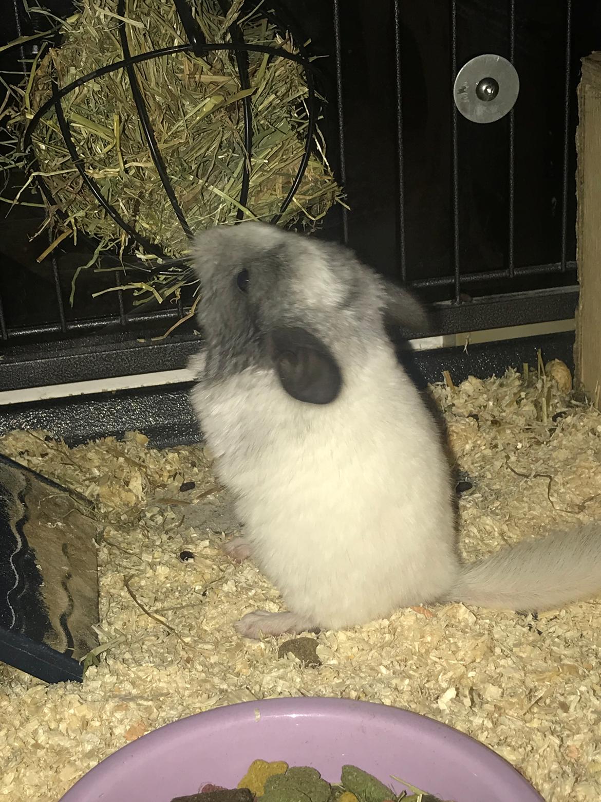 Chinchilla AM Hovgaard’s Diva billede 4