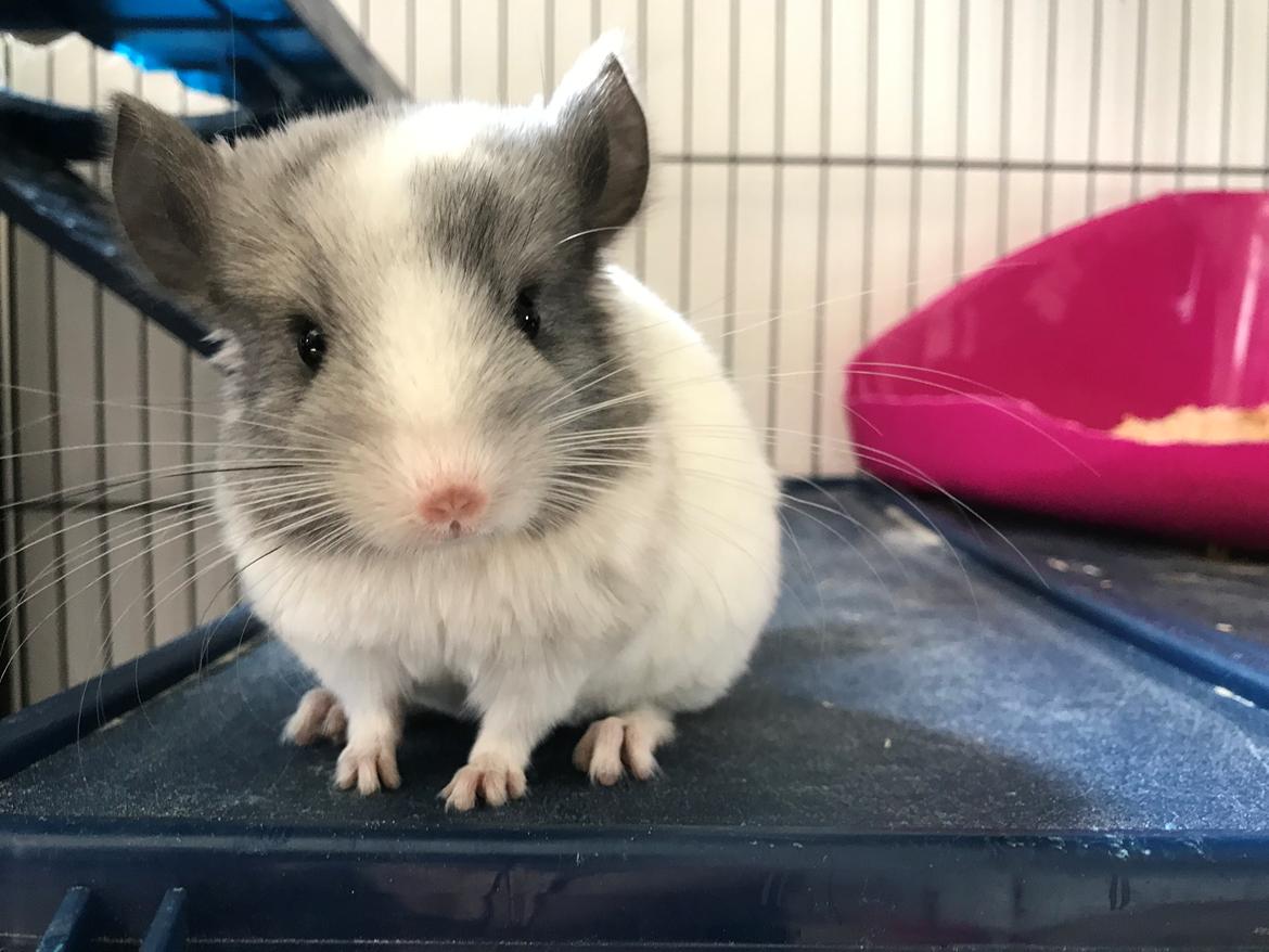 Chinchilla AM Hovgaard’s Diva billede 5