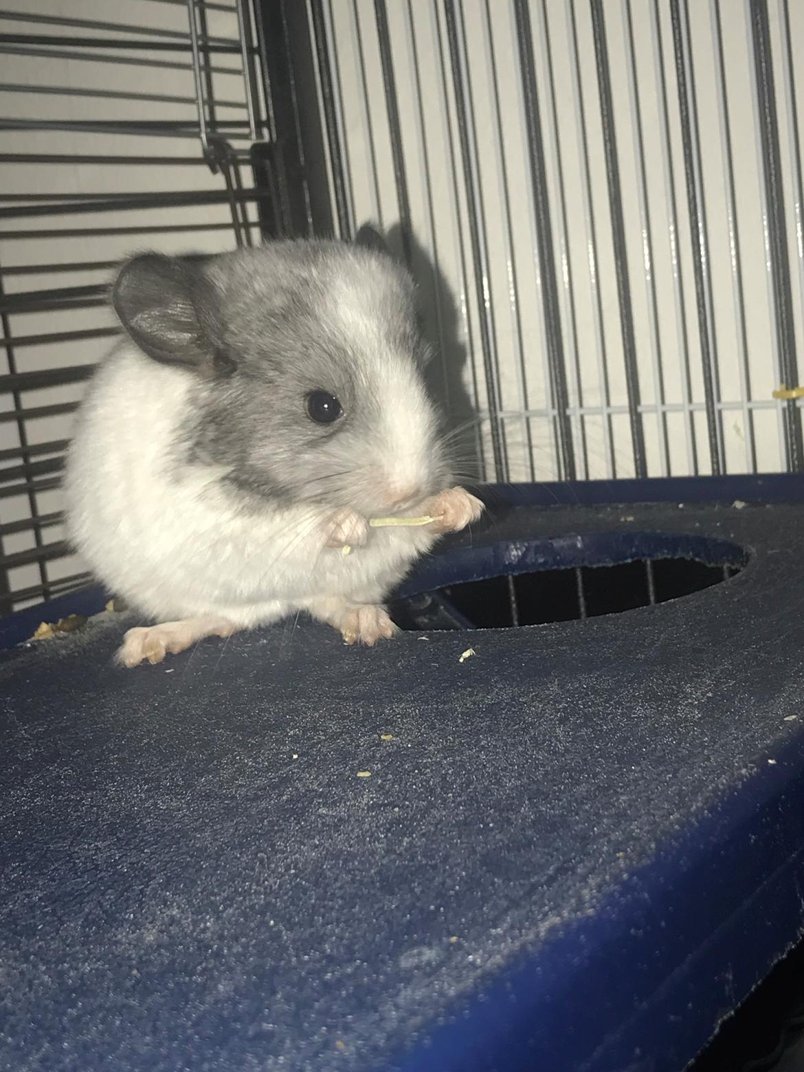 Chinchilla AM Hovgaard’s Diva billede 3