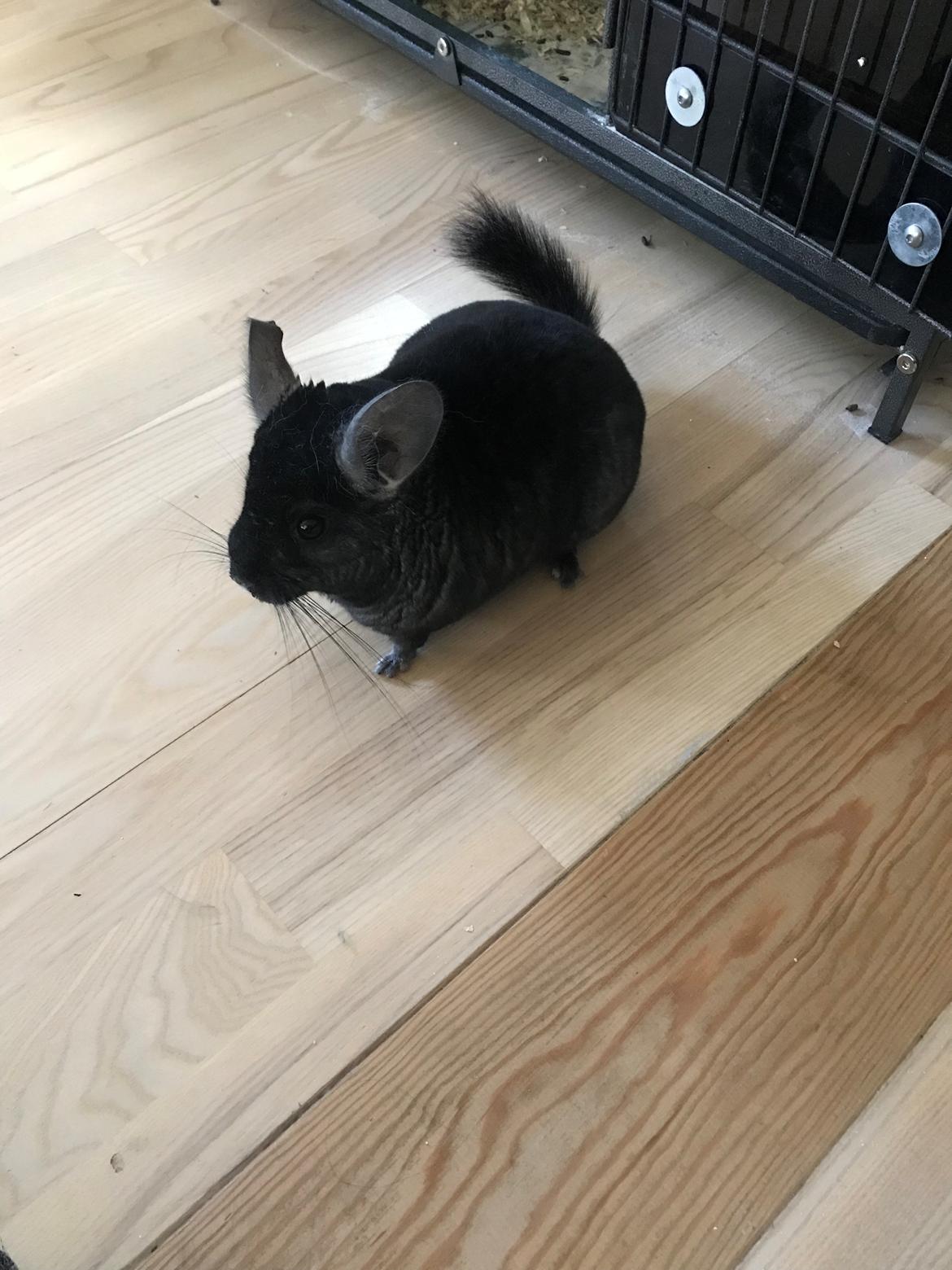 Chinchilla Foxy Chins Dixie billede 1