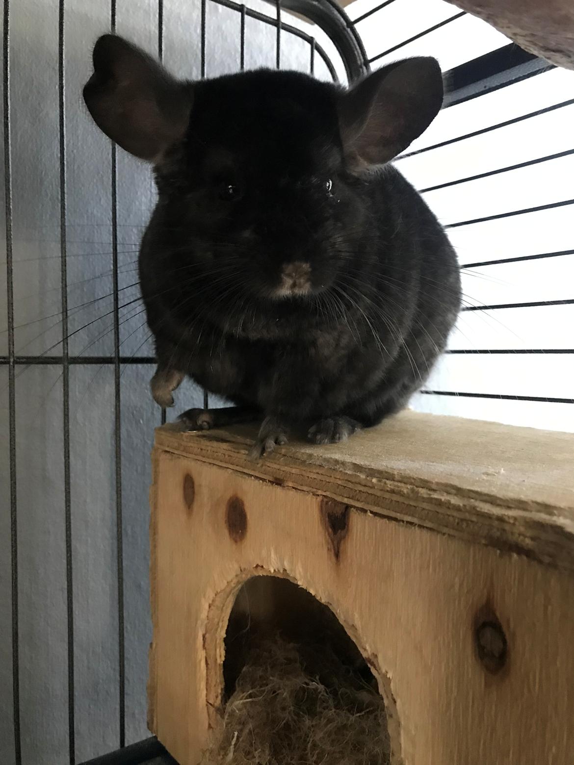 Chinchilla Foxy Chins Dixie billede 6
