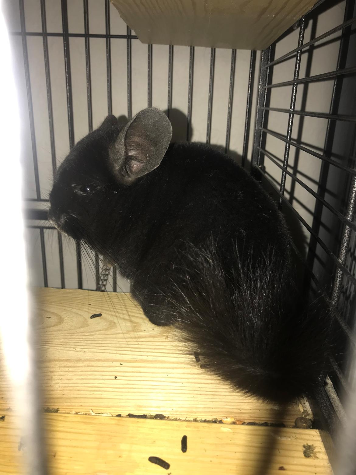 Chinchilla Dexter billede 2