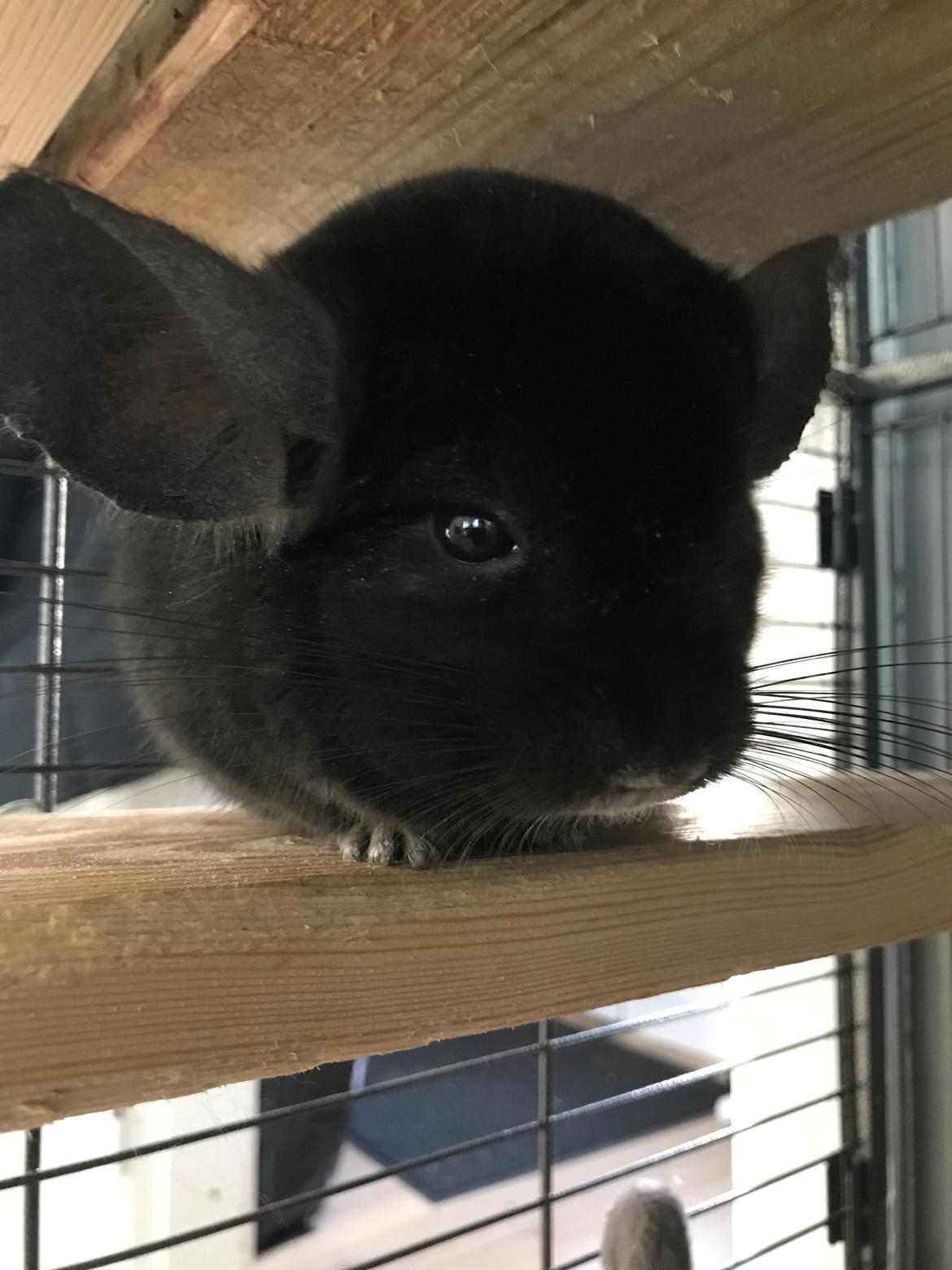 Chinchilla Dexter billede 4