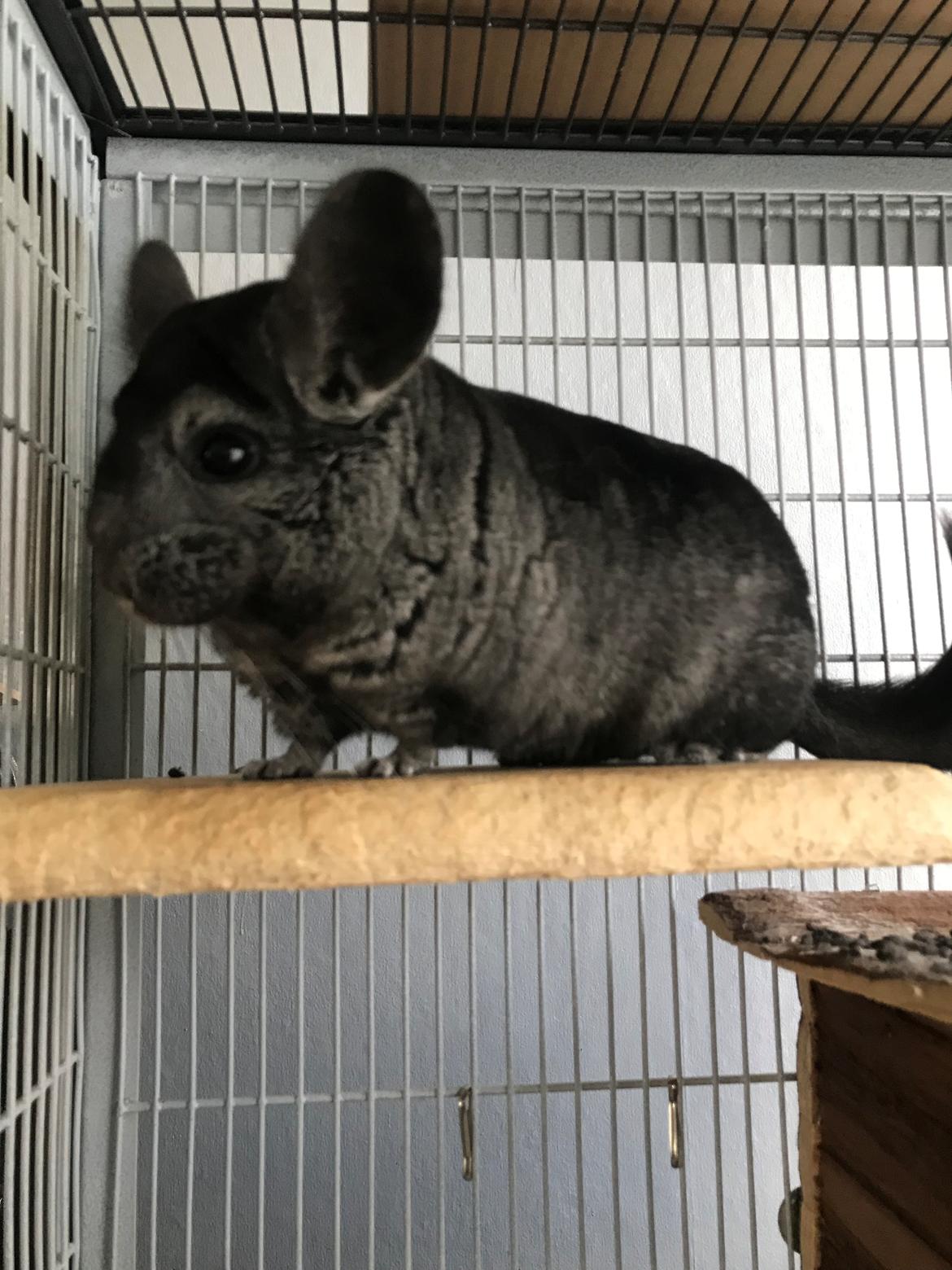 Chinchilla Bella billede 3