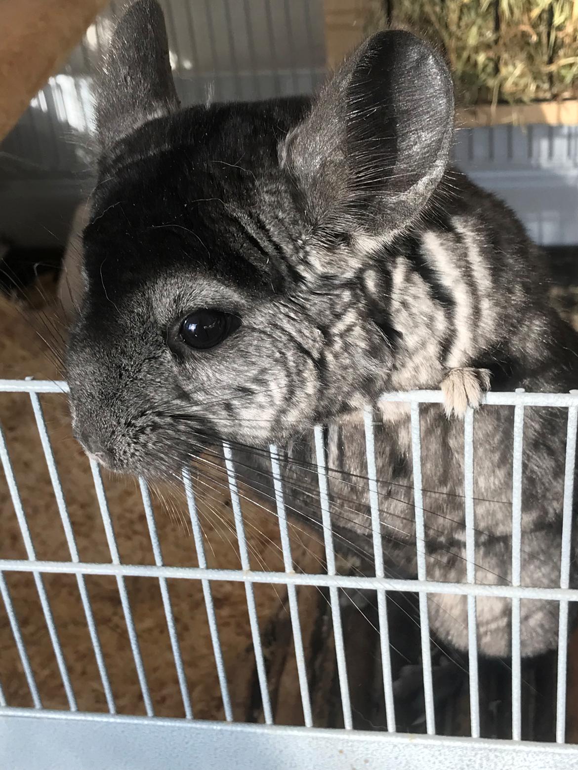 Chinchilla Bella billede 2