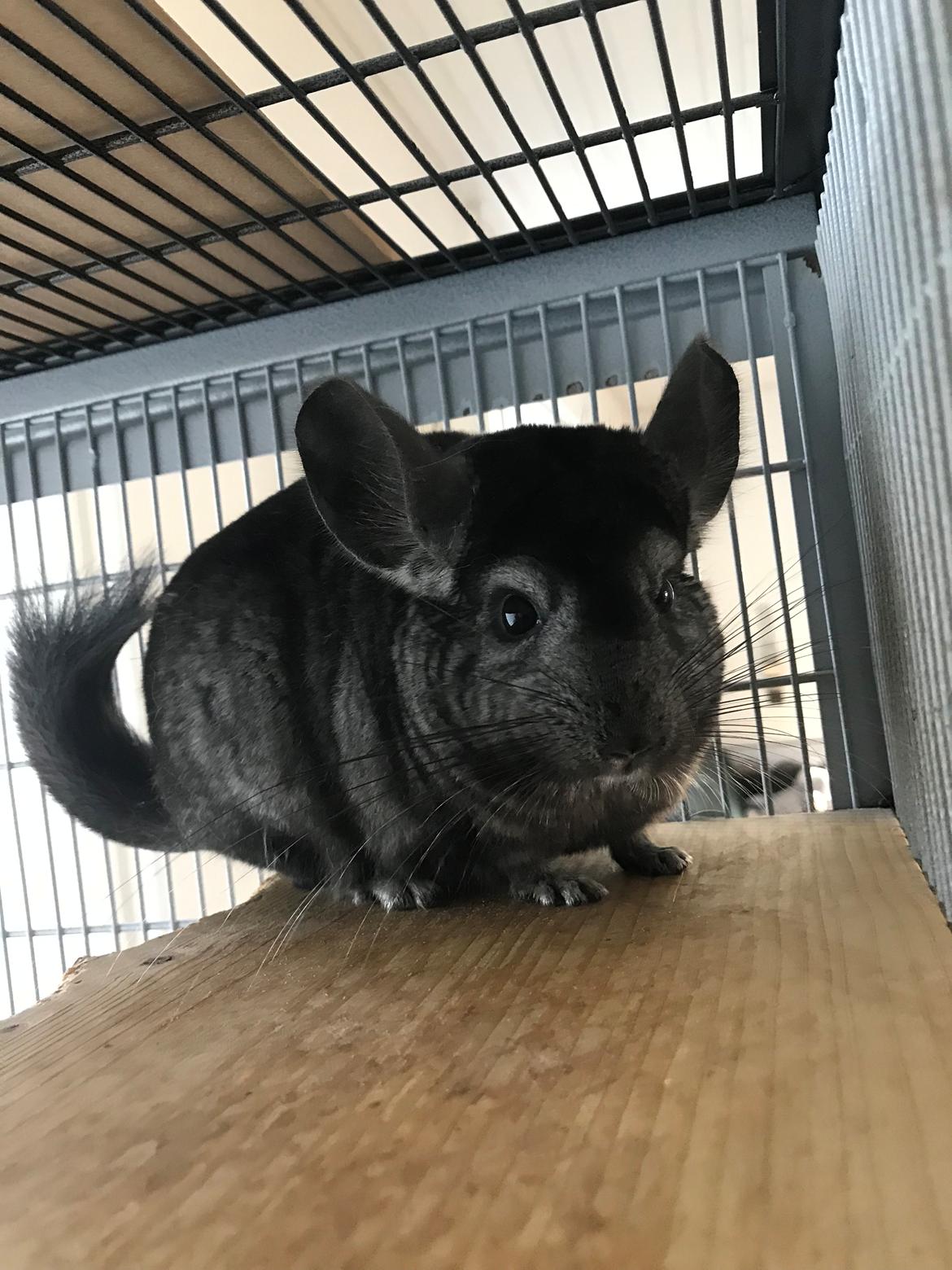 Chinchilla Bella billede 5