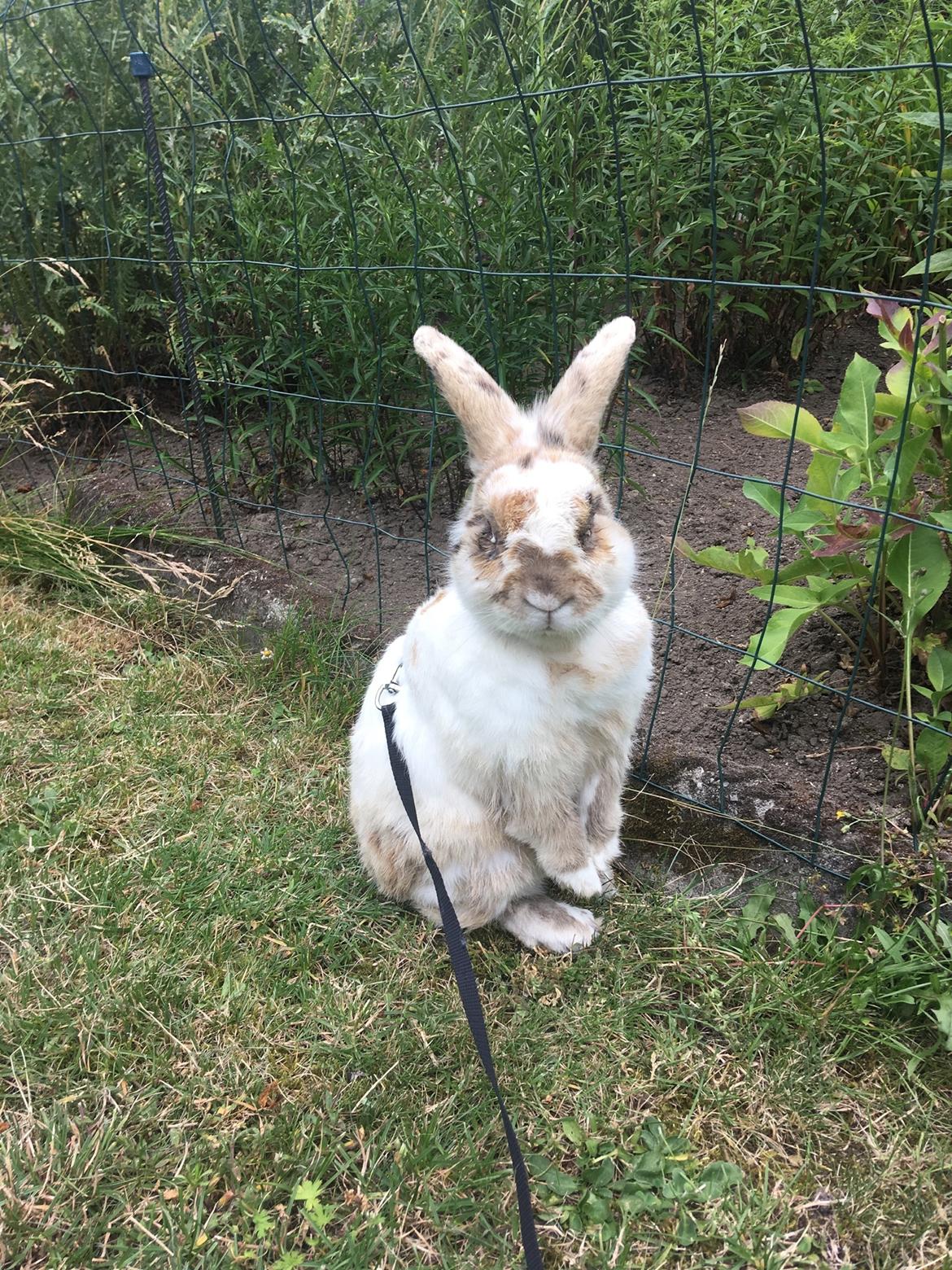 Kanin ~HIMMEL GNAVER~ Olivar billede 1