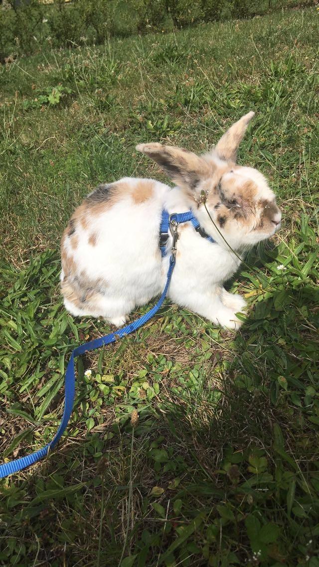 Kanin ~HIMMEL GNAVER~ Olivar billede 8