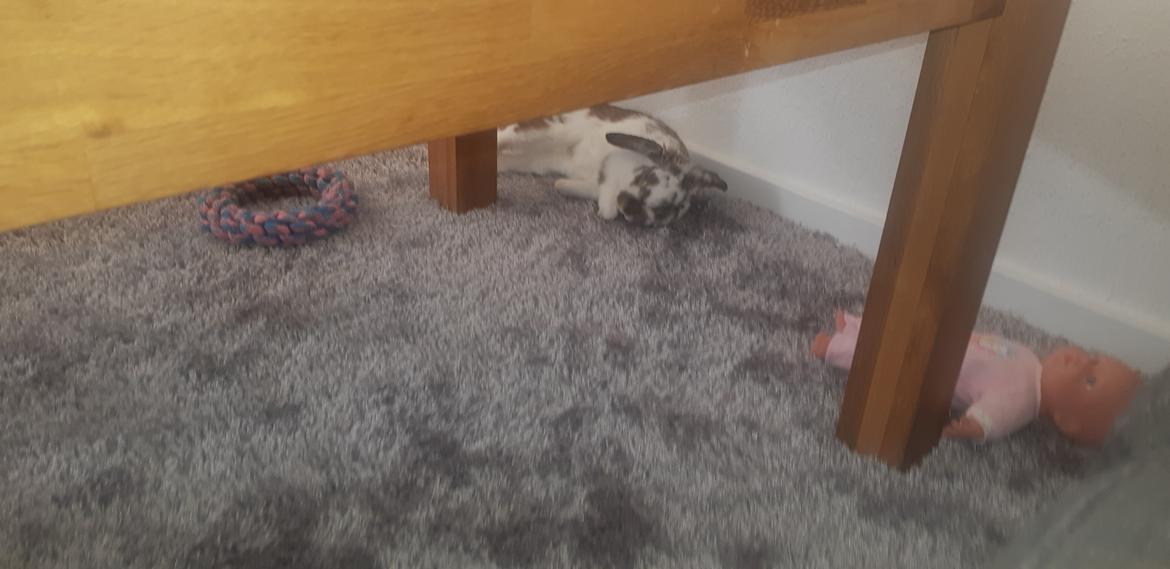 Kanin Marta billede 4