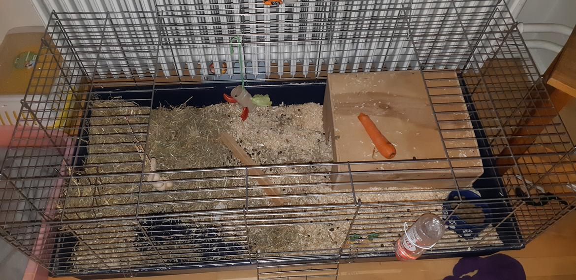 Kanin Marta billede 5